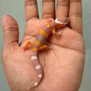 Tangerine Chocolate het RAPTOR - incub Betina - R260684 - BIG BODY