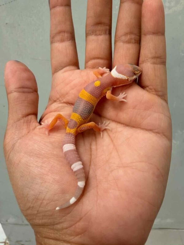 Tangerine Chocolate het RAPTOR - incub Betina - R260684 - BIG BODY
