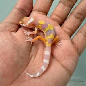 Tangerine Albino Jungle - incub Jantan - R260708