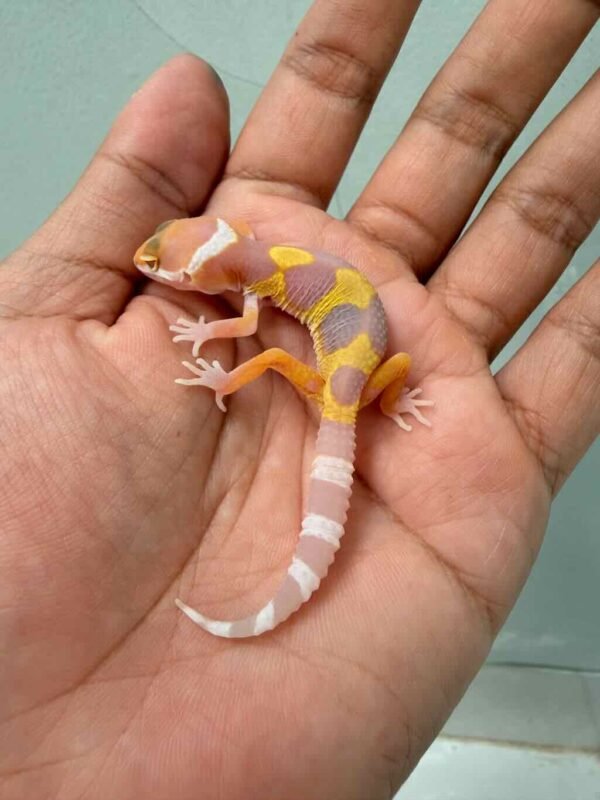 Tangerine Albino Jungle - incub Jantan - R260708