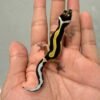 Tangerine Bold Stripe ph Tremper - incub Betina - R260702