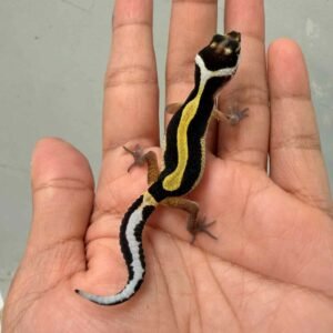 Tangerine Bold Stripe ph Tremper - incub Betina - R260702