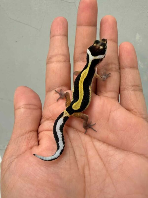Tangerine Bold Stripe ph Tremper - incub Betina - R260702
