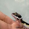Tangerine Bold Stripe ph Tremper - incub Betina - R260702
