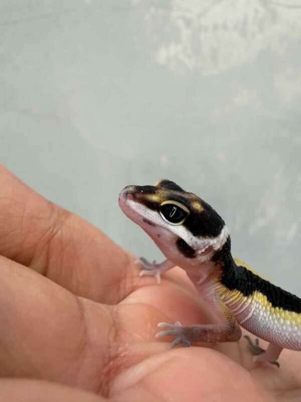 Tangerine Bold Stripe ph Tremper - incub Betina - R260702
