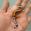 Tangerine Stripe het Tremper - incub Betina - R260691