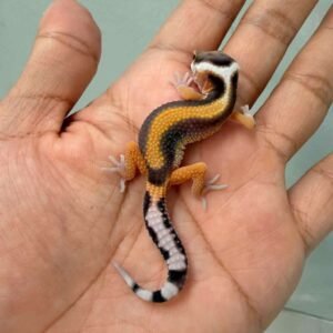 Tangerine Stripe het Tremper - incub Betina - R260691