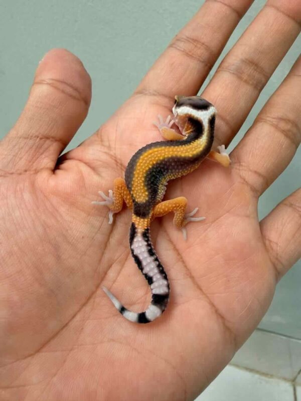 Tangerine Stripe het Tremper - incub Betina - R260691