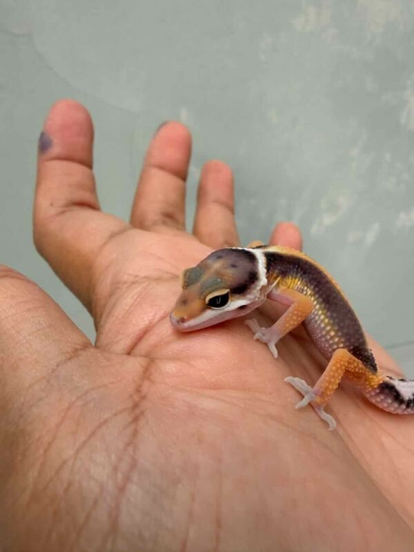 Tangerine Stripe het Tremper - incub Betina - R260691