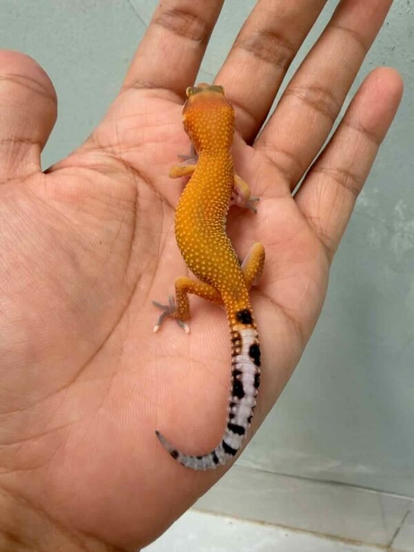 Patty Stripe het RAPTOR - incub Betina - R260685