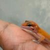 Patty Stripe het RAPTOR - incub Betina - R260685