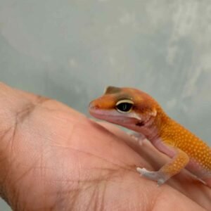 Patty Stripe het RAPTOR - incub Betina - R260685