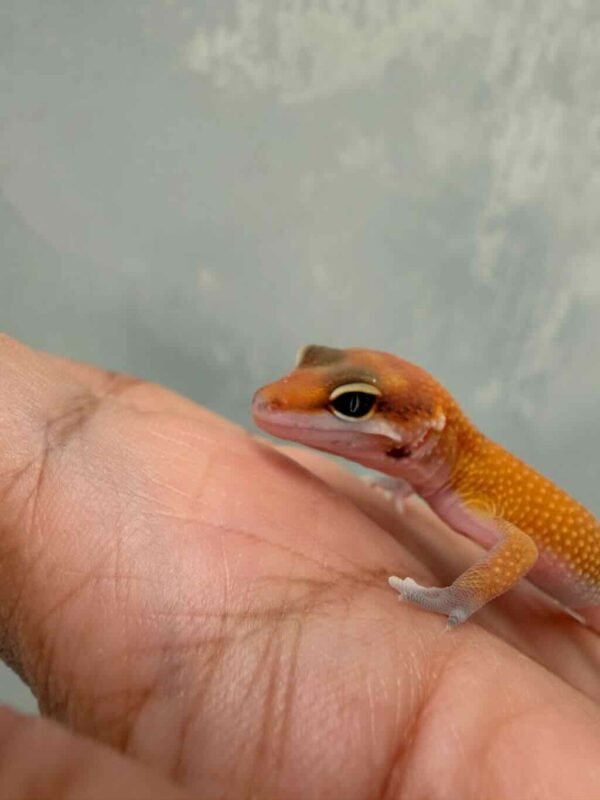 Patty Stripe het RAPTOR - incub Betina - R260685