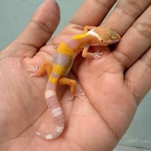 Sunglow - incub Jantan - R260682