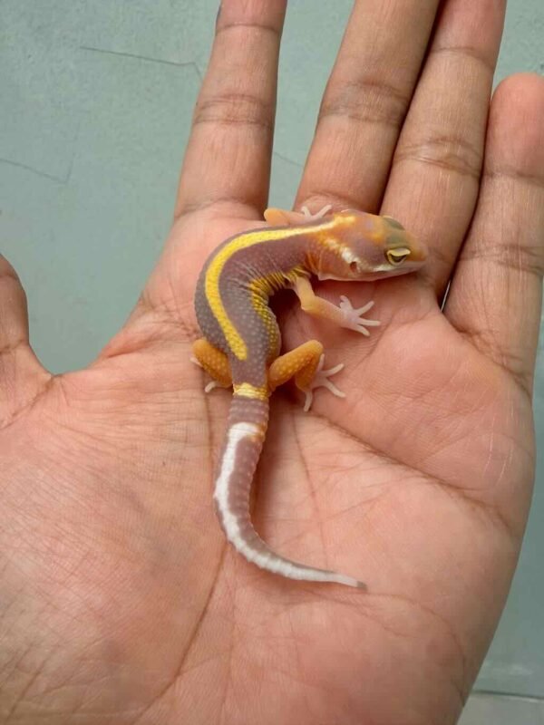 Tangerine Tremper Bold Stripe - incub Jantan - R260672 - BAHAN KONTES