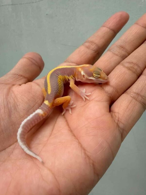 Tangerine Tremper Bold Stripe - incub Jantan - R260672 - BAHAN KONTES