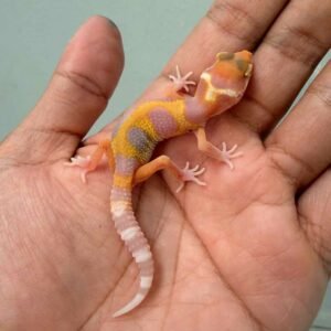Tremper Lavender Jungle - incub Betina - R260714