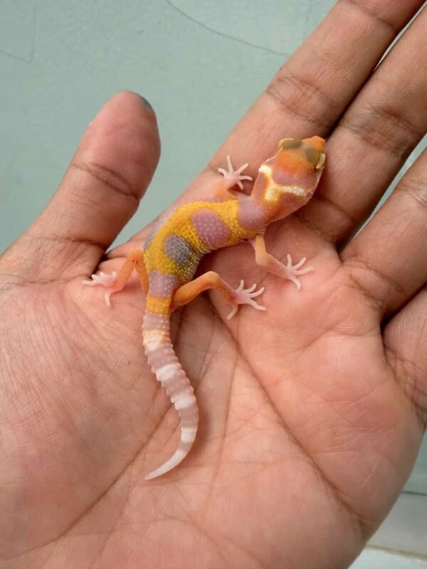 Tremper Lavender Jungle - incub Betina - R260714