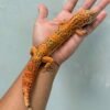 sunspot jantan jago kawin gecko