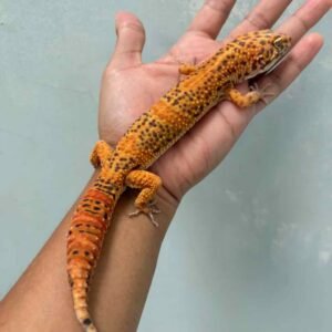 sunspot jantan jago kawin gecko
