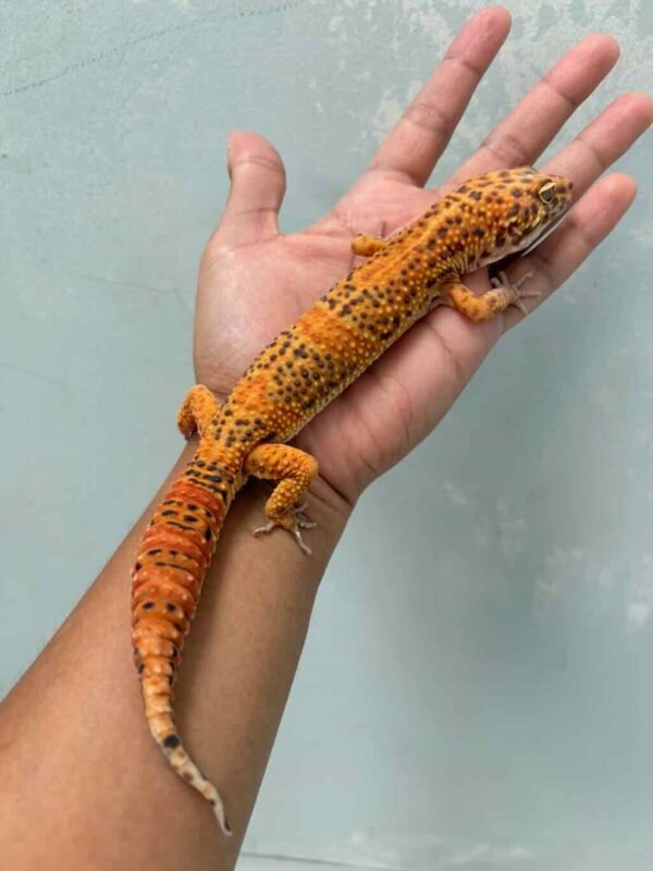 sunspot jantan jago kawin gecko