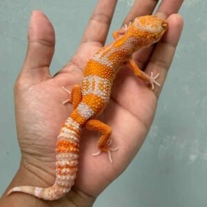 bell lavender leopard gecko