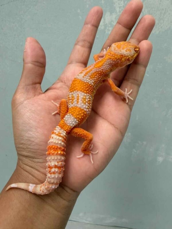 bell lavender leopard gecko