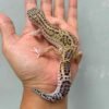 black night eclipse leopard gecko
