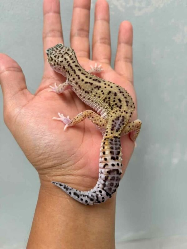 black night eclipse leopard gecko