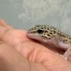 Black Night Eclipse ph Tremper - Betina - B261253 - OVULASI SIAP KAWIN