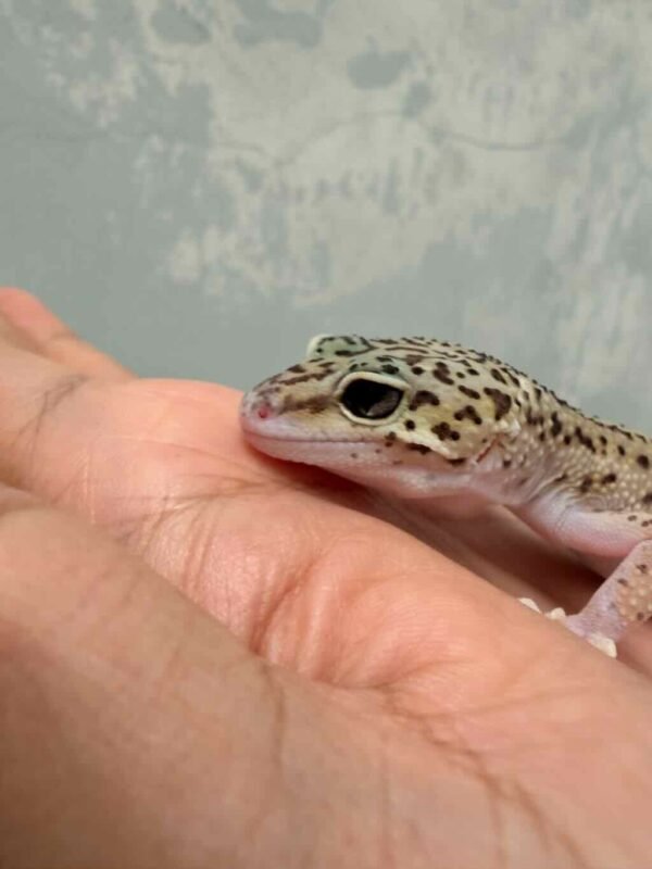 Black Night Eclipse ph Tremper - Betina - B261253 - OVULASI SIAP KAWIN