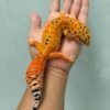 emerine ct poss giant leopard gecko