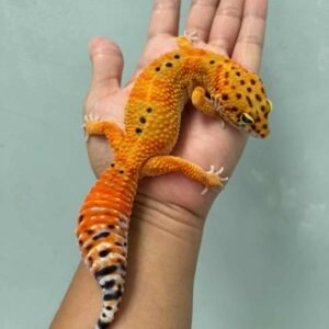 emerine ct poss giant leopard gecko