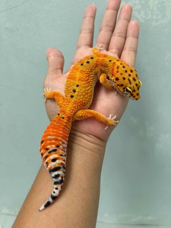 emerine ct poss giant leopard gecko