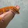 Emerine CT poss Giant - Betina - B260637 - NICE COLOR