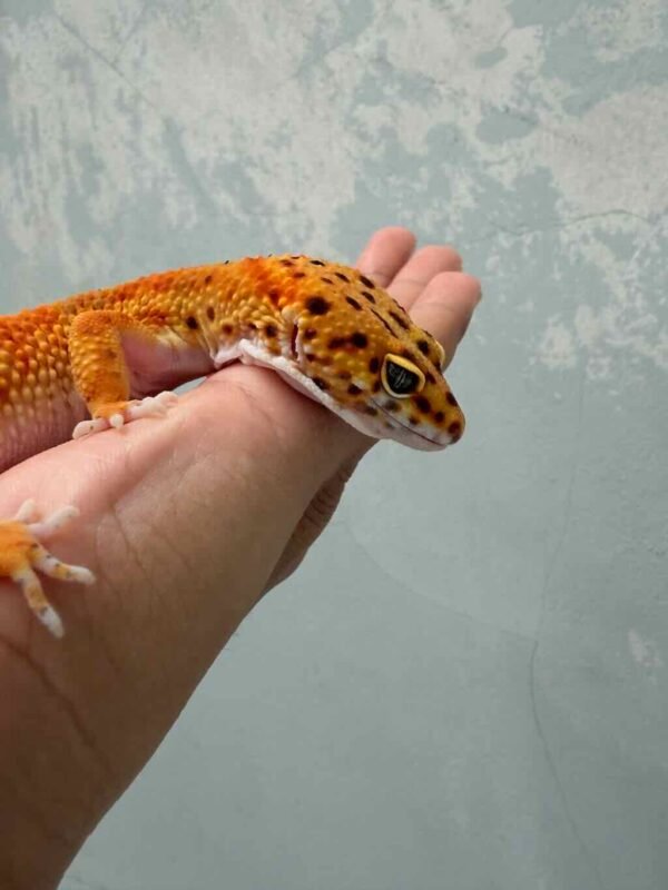 Emerine CT poss Giant - Betina - B260637 - NICE COLOR