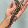 Black Night ph RAPTOR - Betina - B261492 - OVULASI SIAP KAWIN