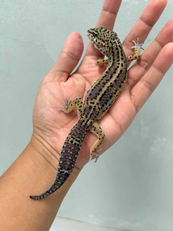 Black Night ph RAPTOR - Betina - B261492 - OVULASI SIAP KAWIN