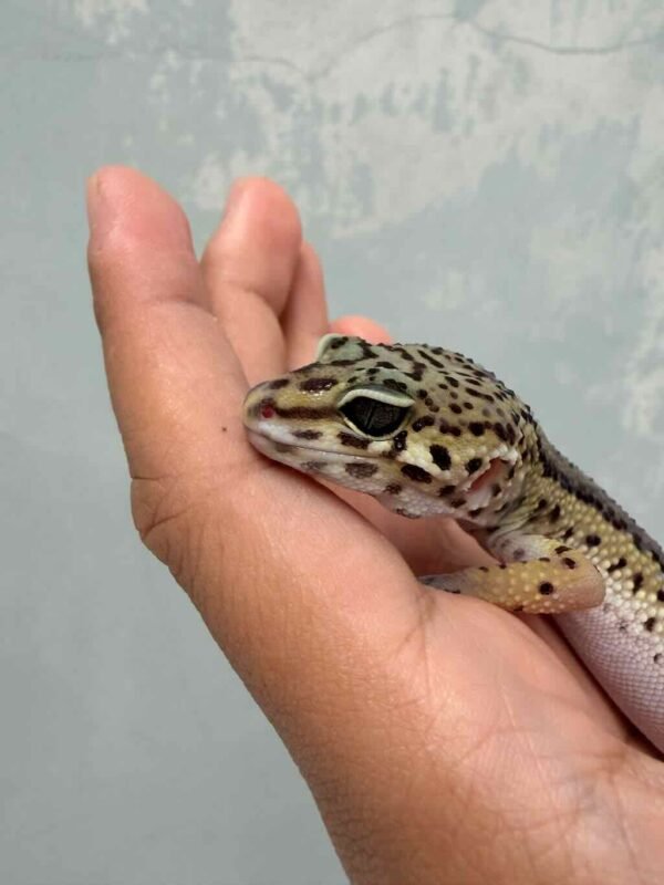 Black Night ph RAPTOR - Betina - B261492 - OVULASI SIAP KAWIN
