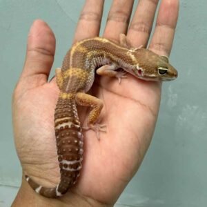 Chocolate - Betina - B261258 - EX SOLID