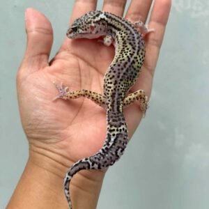 Mack Snow Black Night het Eclipse - Betina - B261496