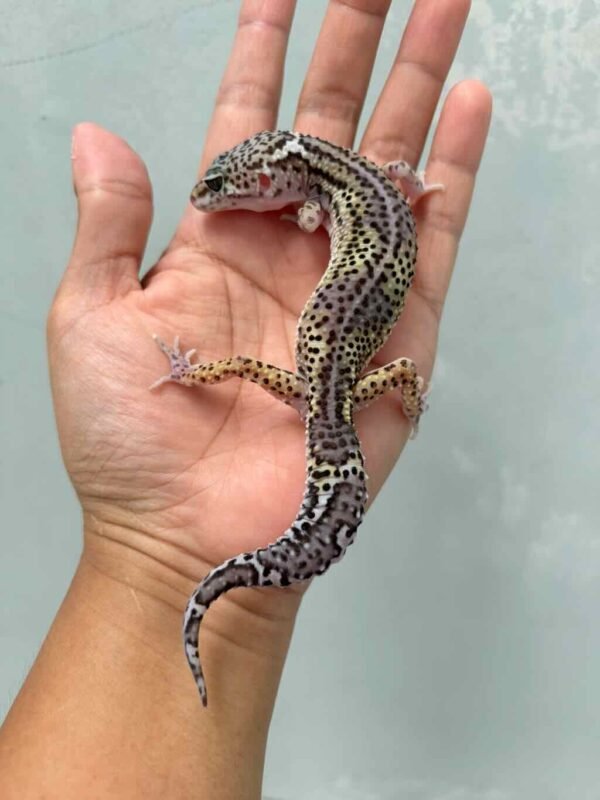 Mack Snow Black Night het Eclipse - Betina - B261496