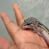 mack snow black night gecko