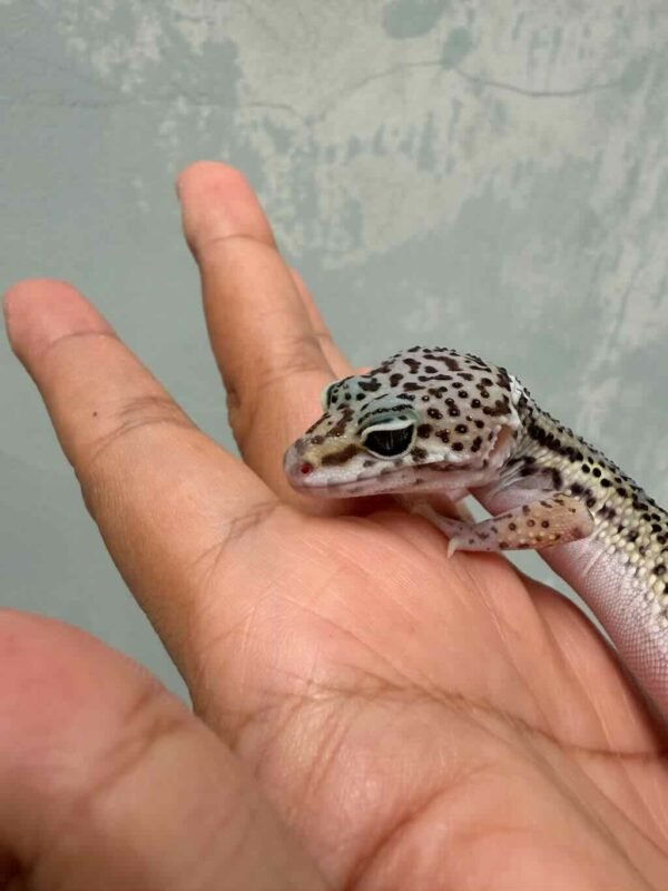 mack snow black night gecko