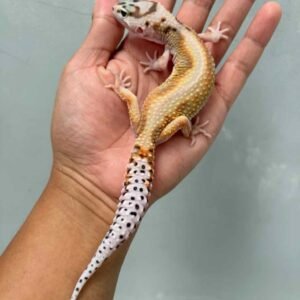 White & Yellow Stripe het Tremper - Betina - B260702 - RARE
