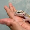 white & yellow stripe het tremper