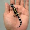 gecko bold stripe het tremper