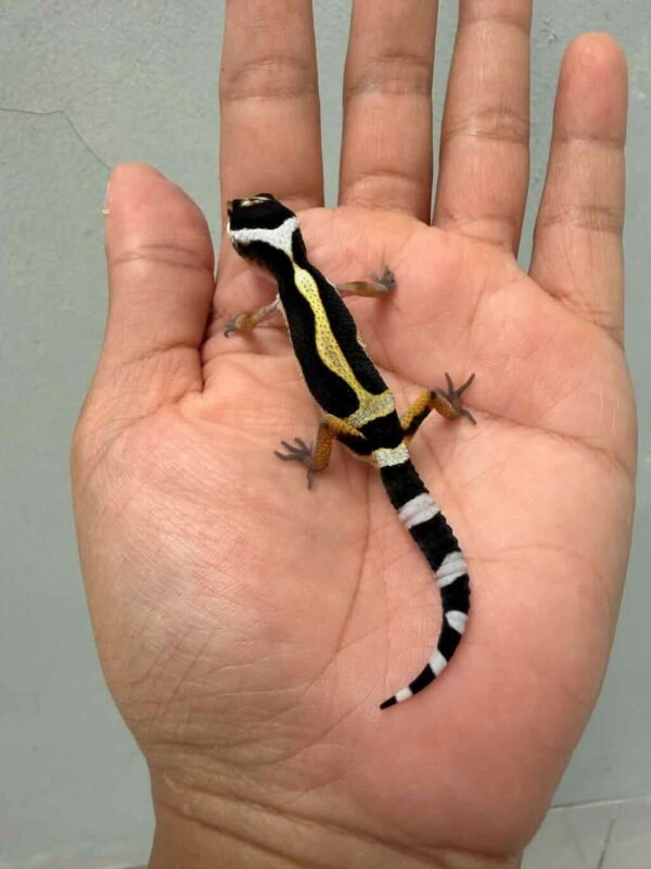 gecko bold stripe het tremper