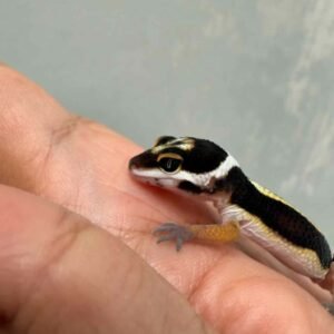 Bold Stripe het Tremper - incub Betina - R260744