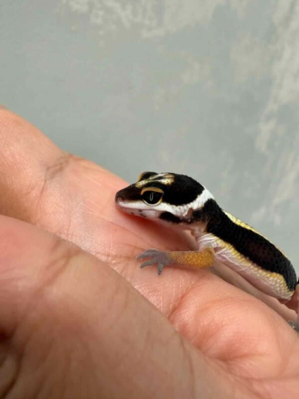 Bold Stripe het Tremper - incub Betina - R260744